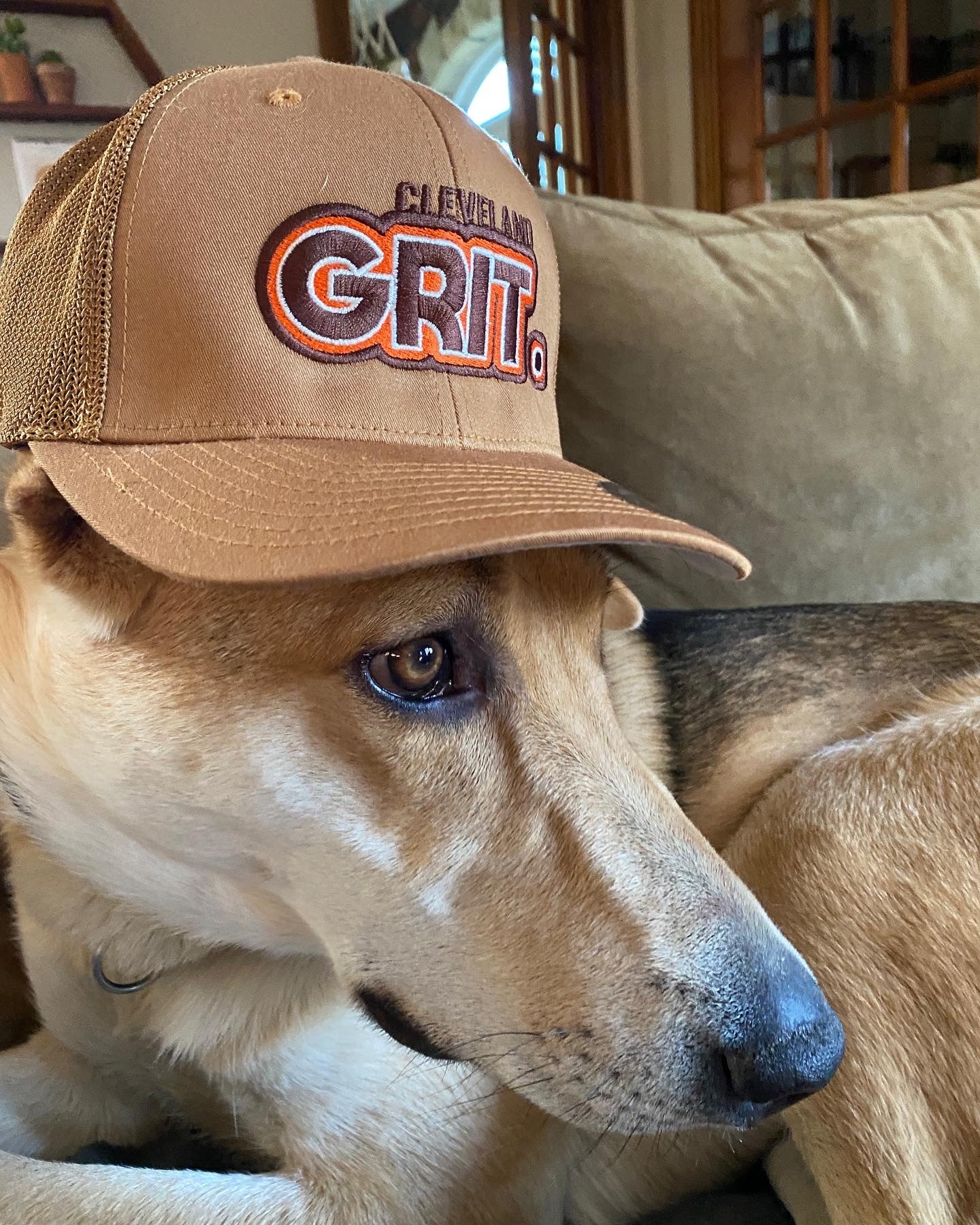 Cleveland Browns Pet Baseball Hat